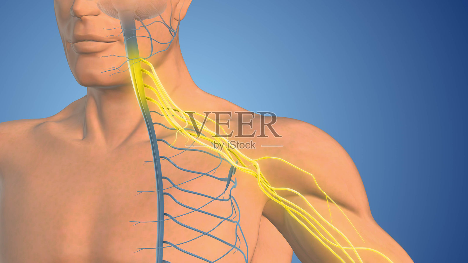 臂丛神经网络的解剖结构照片摄影图片