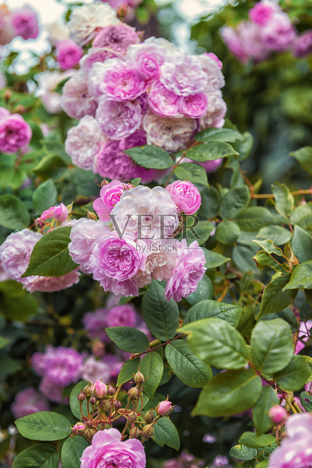 玫瑰园中精美的玫瑰品种照片摄影图片