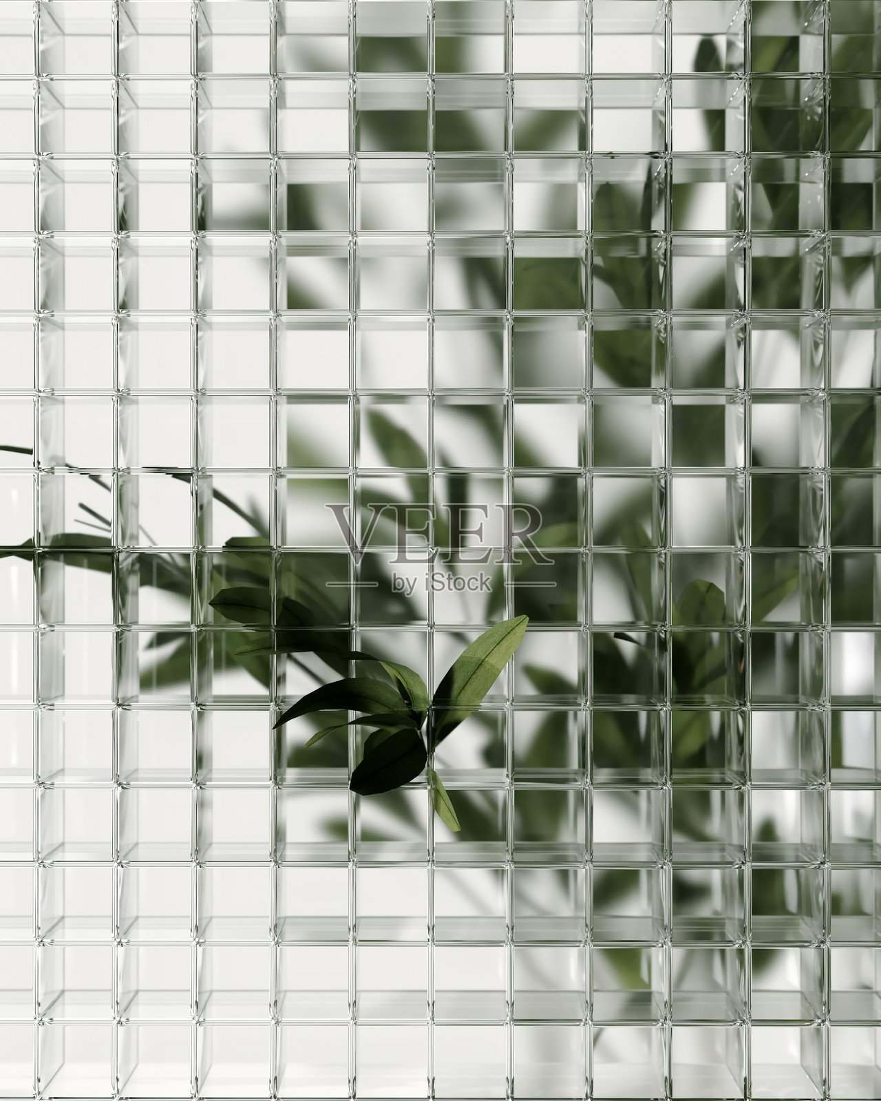 极简主义的3D渲染,展示异国情调的植物与玻璃立方体,适用于自然主题的海报或壁纸。照片摄影图片