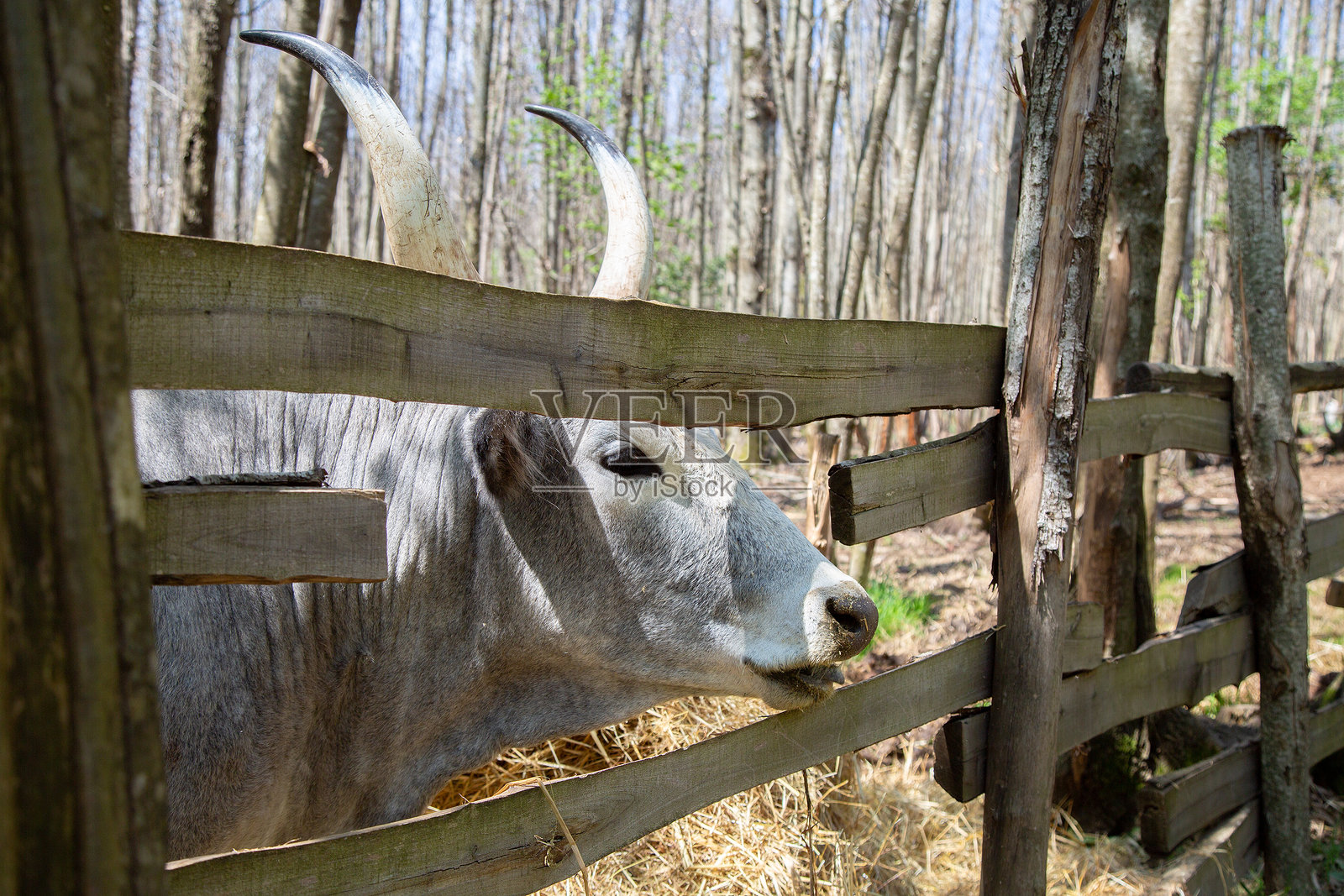 一头长角的牛正把头伸过栅栏。照片摄影图片