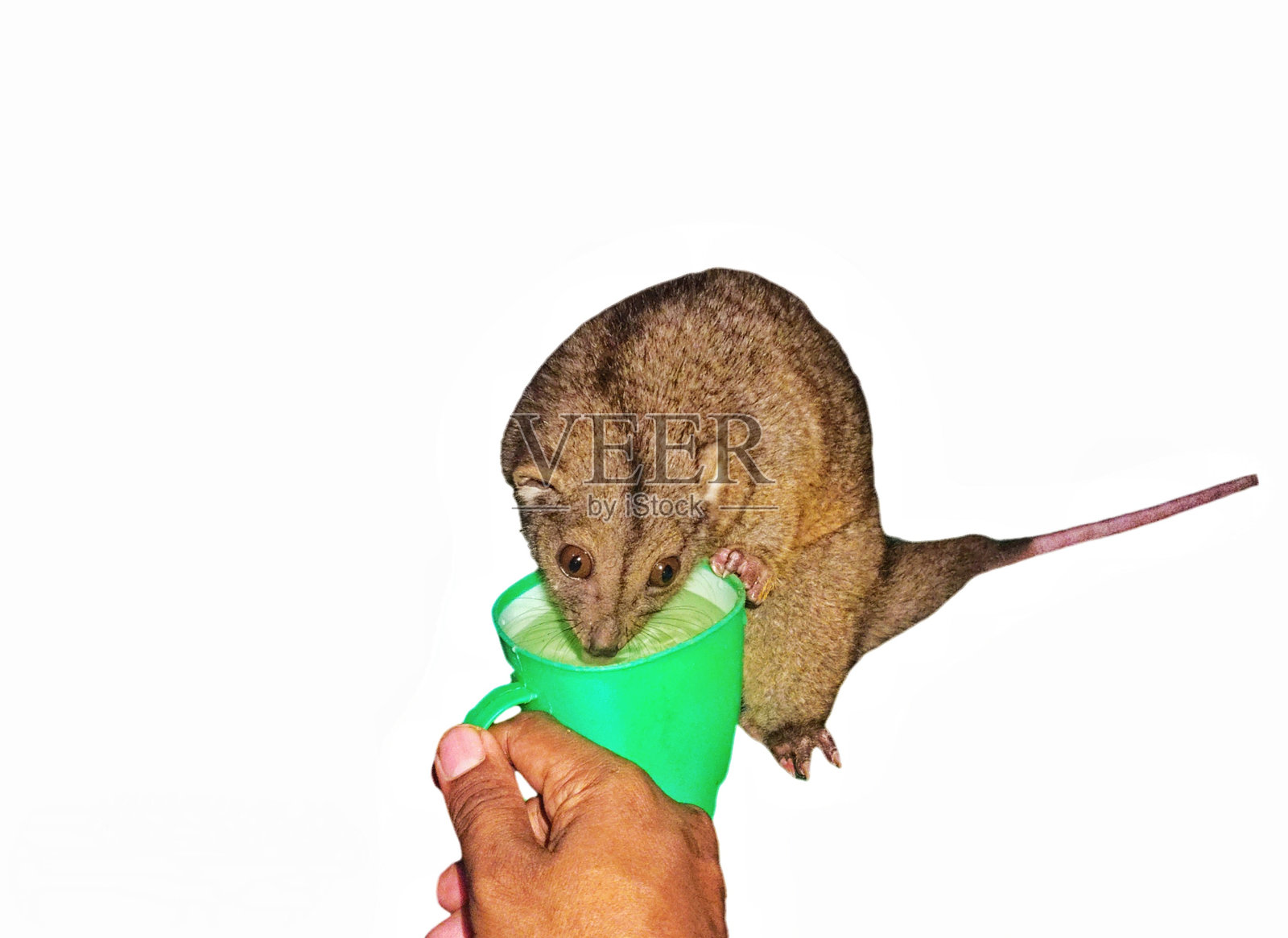 人们在给野生动物负鼠喂水照片摄影图片