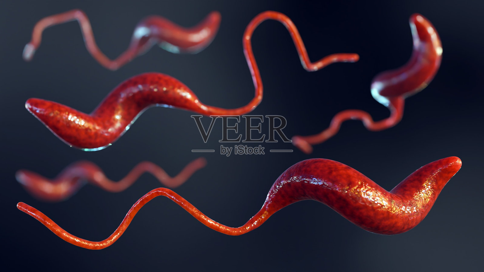 一组弯曲杆菌的3D渲染图照片摄影图片