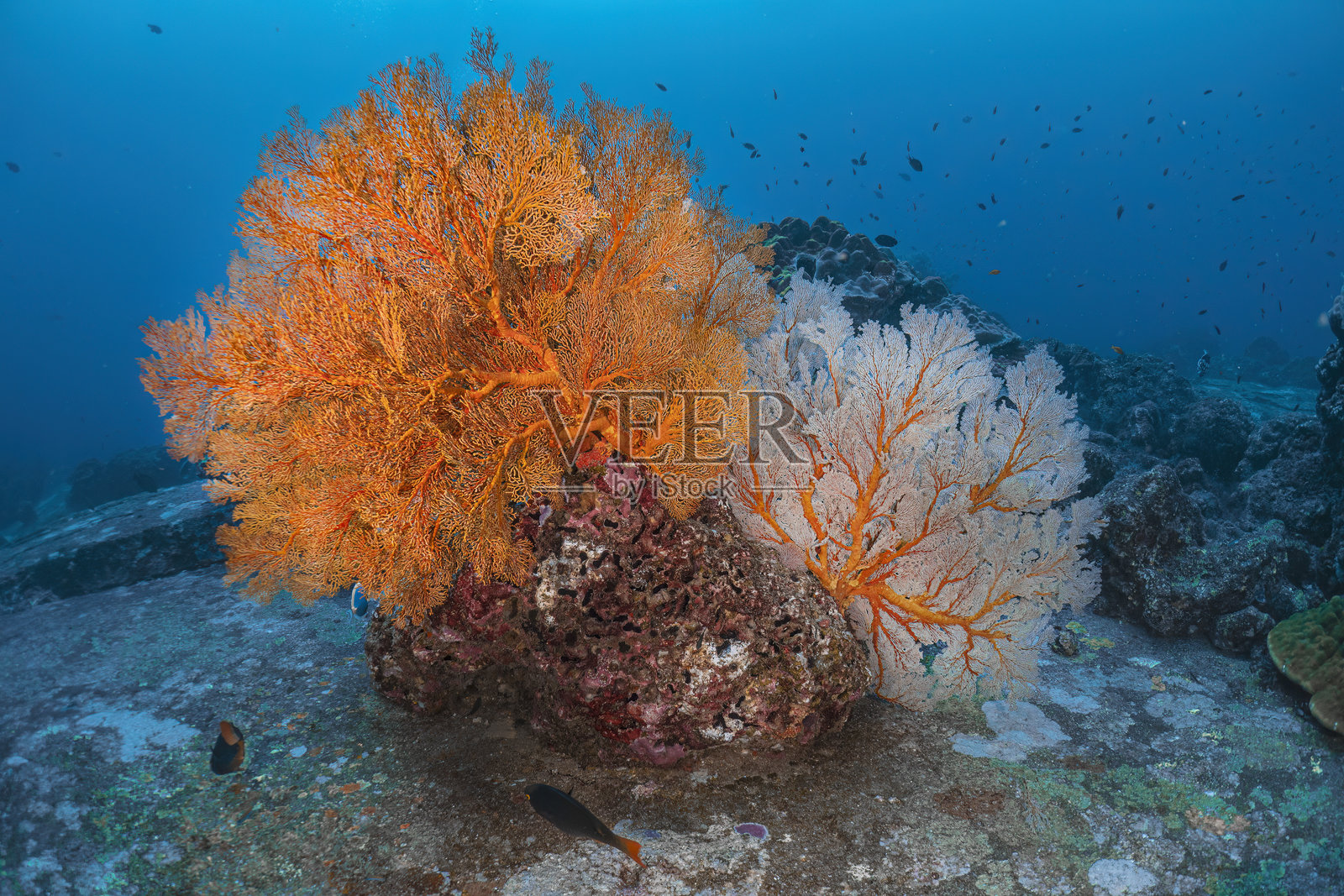 真实的珊瑚礁海扇水下摄影,海洋生物生态系统,五彩斑斓的海鱼在深蓝色水域背景中游动,体现全球环境影响的概念。照片摄影图片