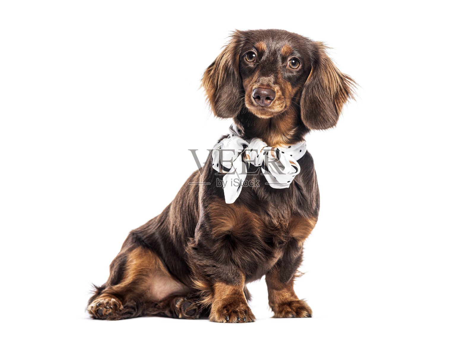 穿着白色围巾的巧克力色腊肠犬坐在白色背景上照片摄影图片