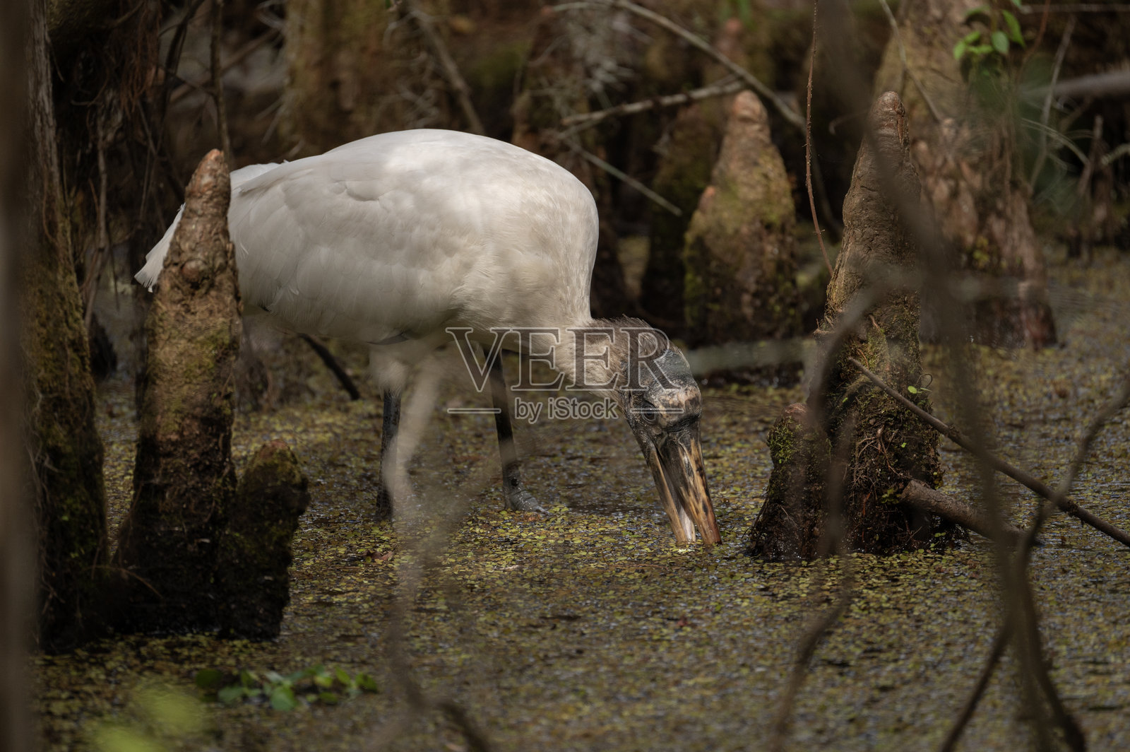 木鹳觅食照片摄影图片