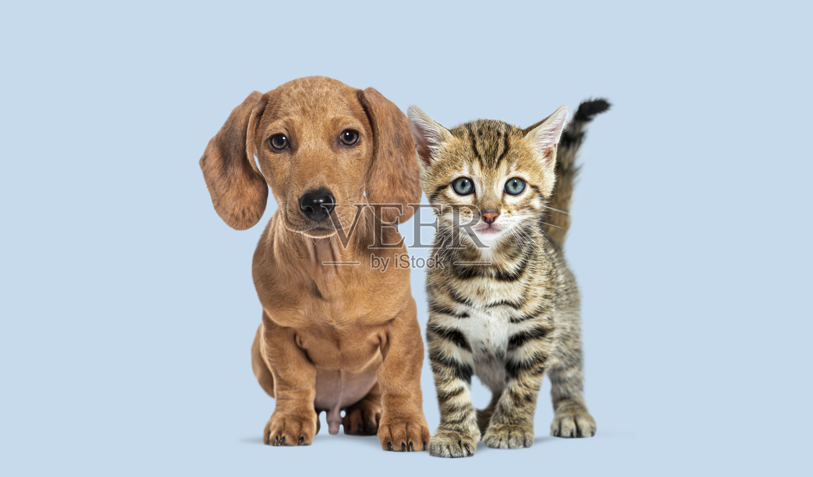 可爱的小狗和小猫坐在蓝色背景上照片摄影图片