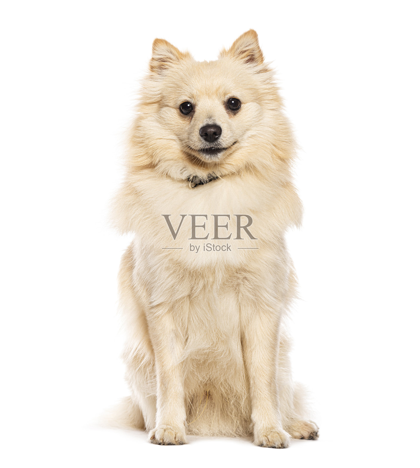 坐着并看着镜头的斯皮茨犬照片摄影图片