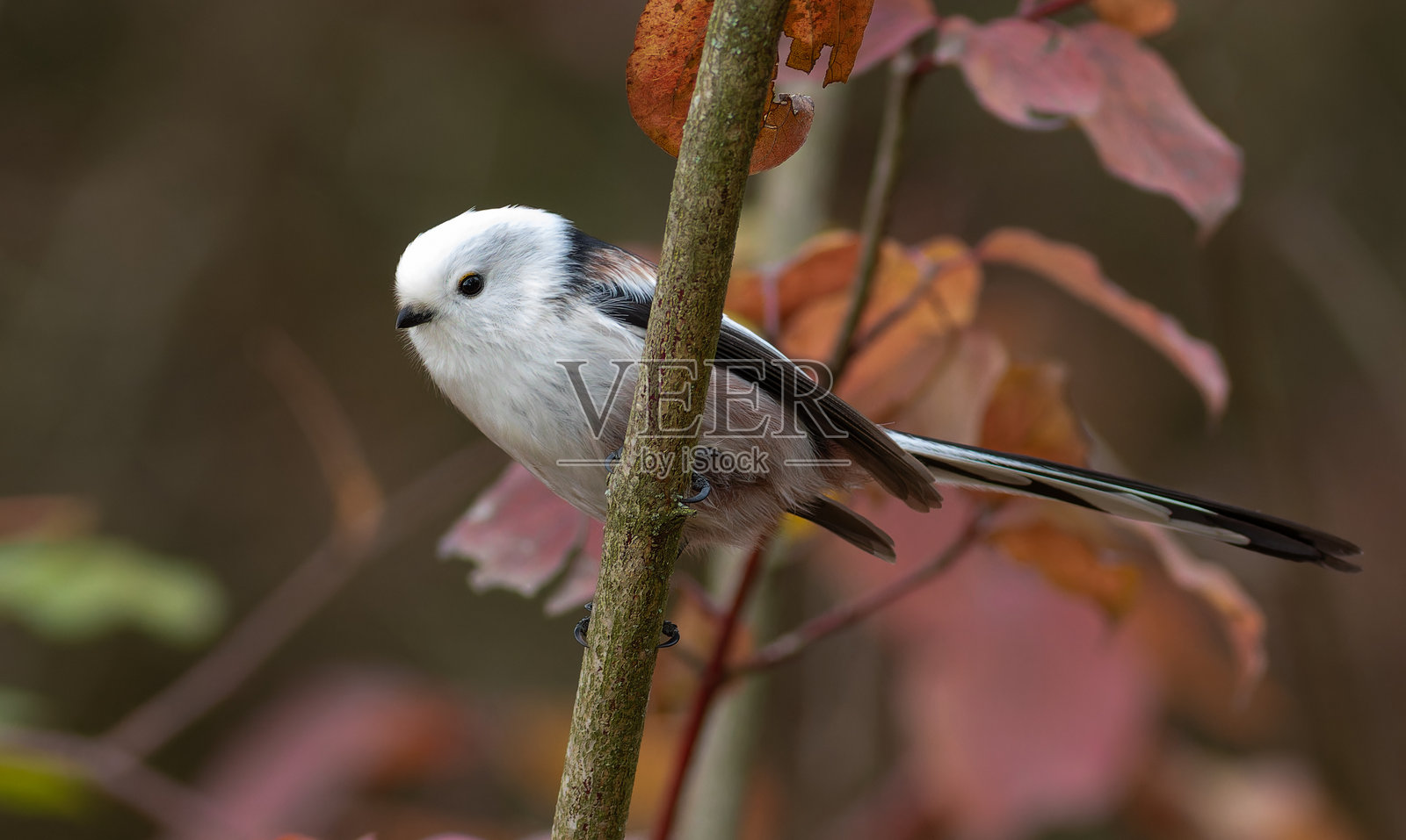 长尾雀,学名Aegithalos caudatus。一只鸟栖息在树枝上。照片摄影图片