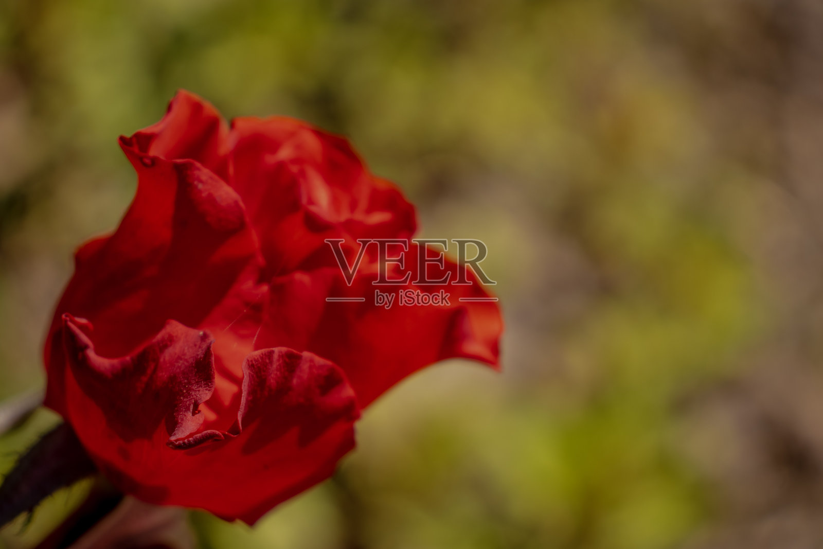 红玫瑰可能在花园中包含玫瑰花蕾照片摄影图片