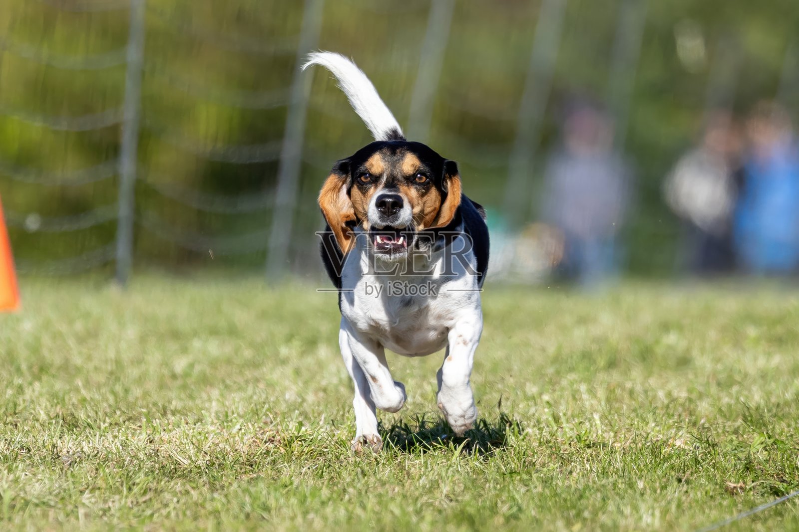 三色猎狐犬在诱饵赛道上奔跑的狗运动照片摄影图片