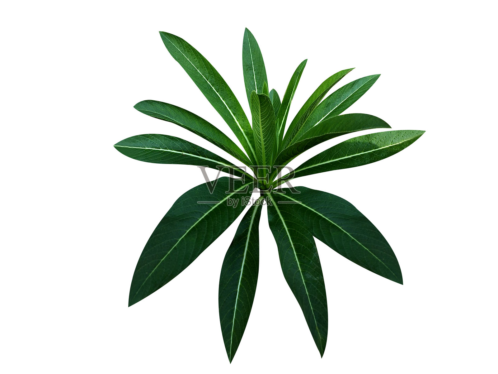 野烟草植物(Lobelia nicotianifolia)照片摄影图片