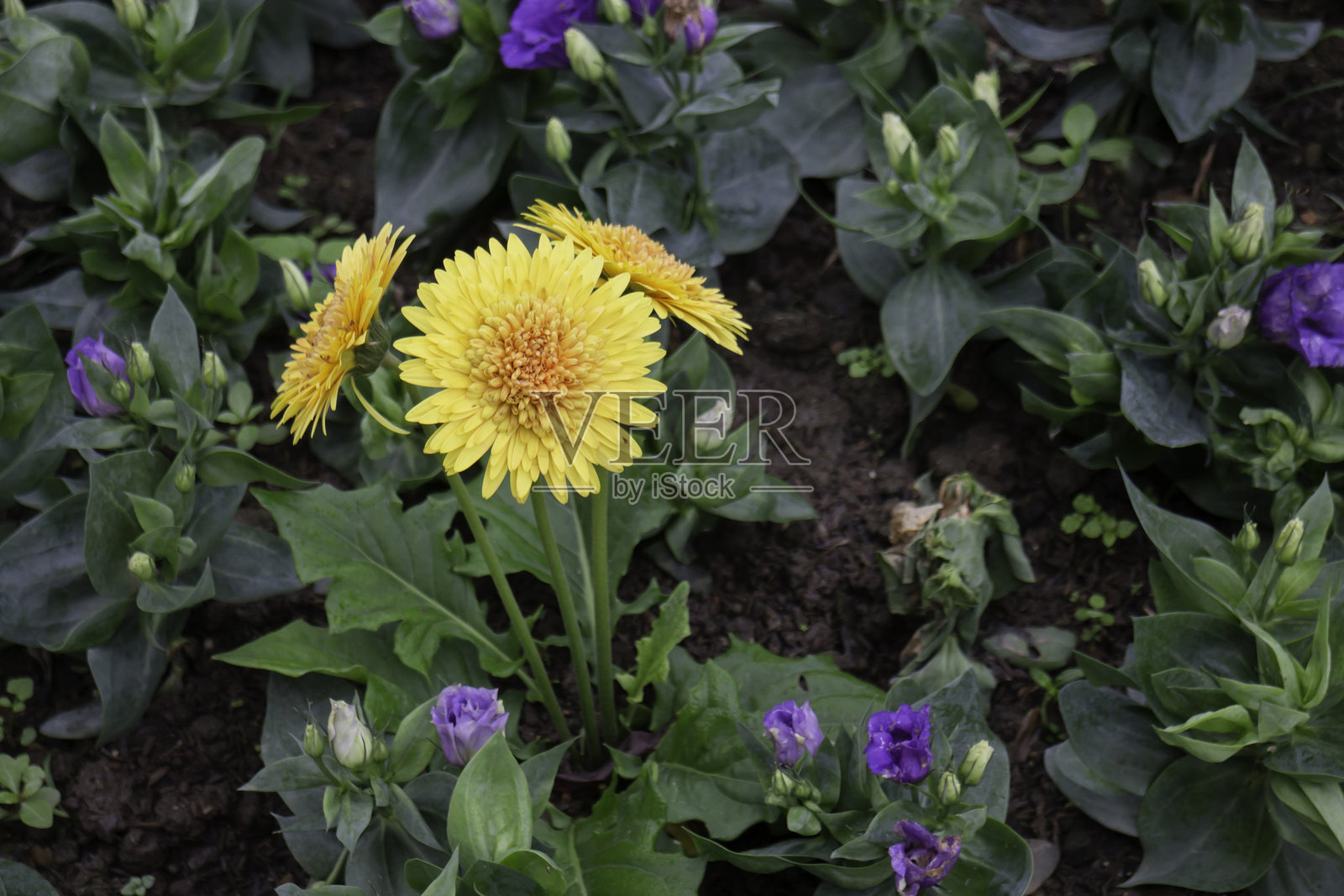 美丽的热带绿植和树木装饰在度假村花园中照片摄影图片