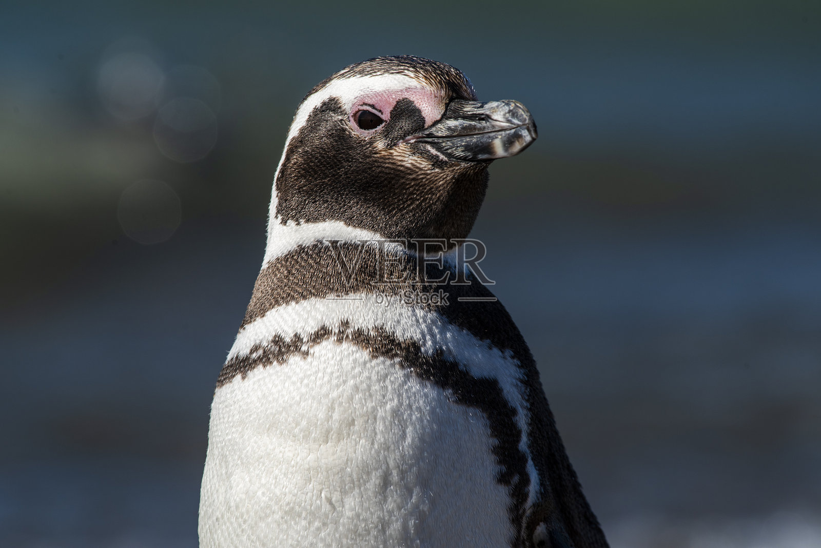 马格兰企鹅,德塞亚多港,圣克鲁斯省,阿根廷巴塔哥尼亚照片摄影图片