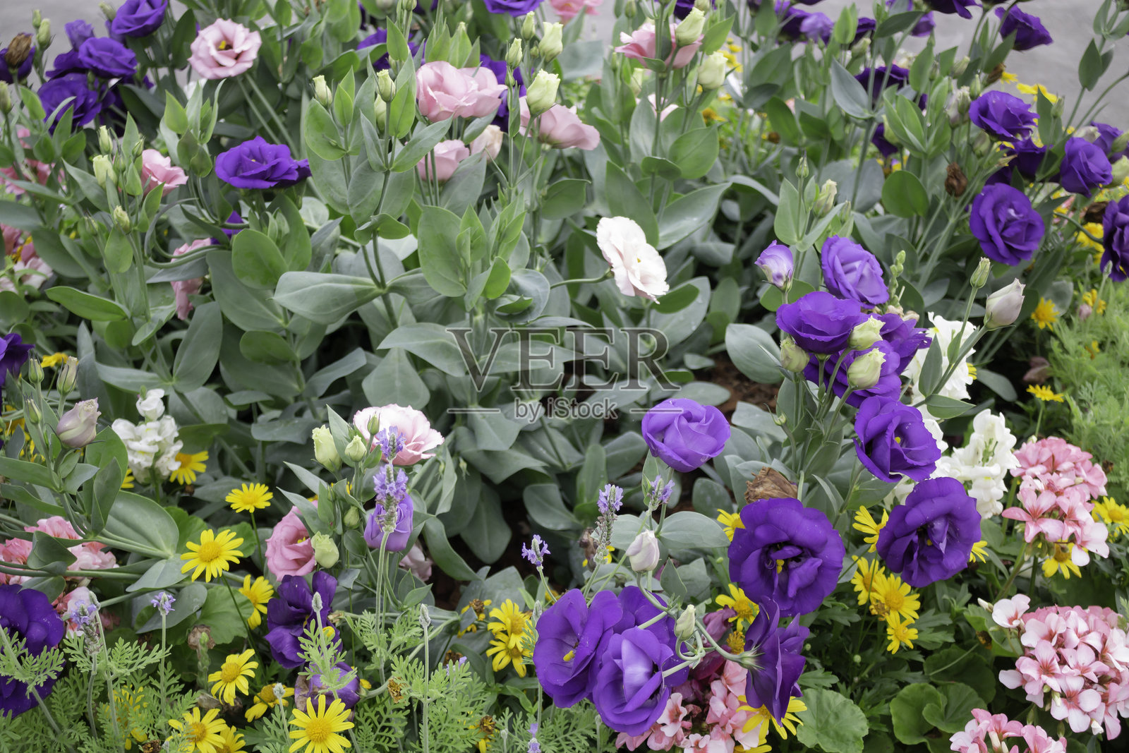 美丽的热带绿植和树木装饰在度假村花园中照片摄影图片