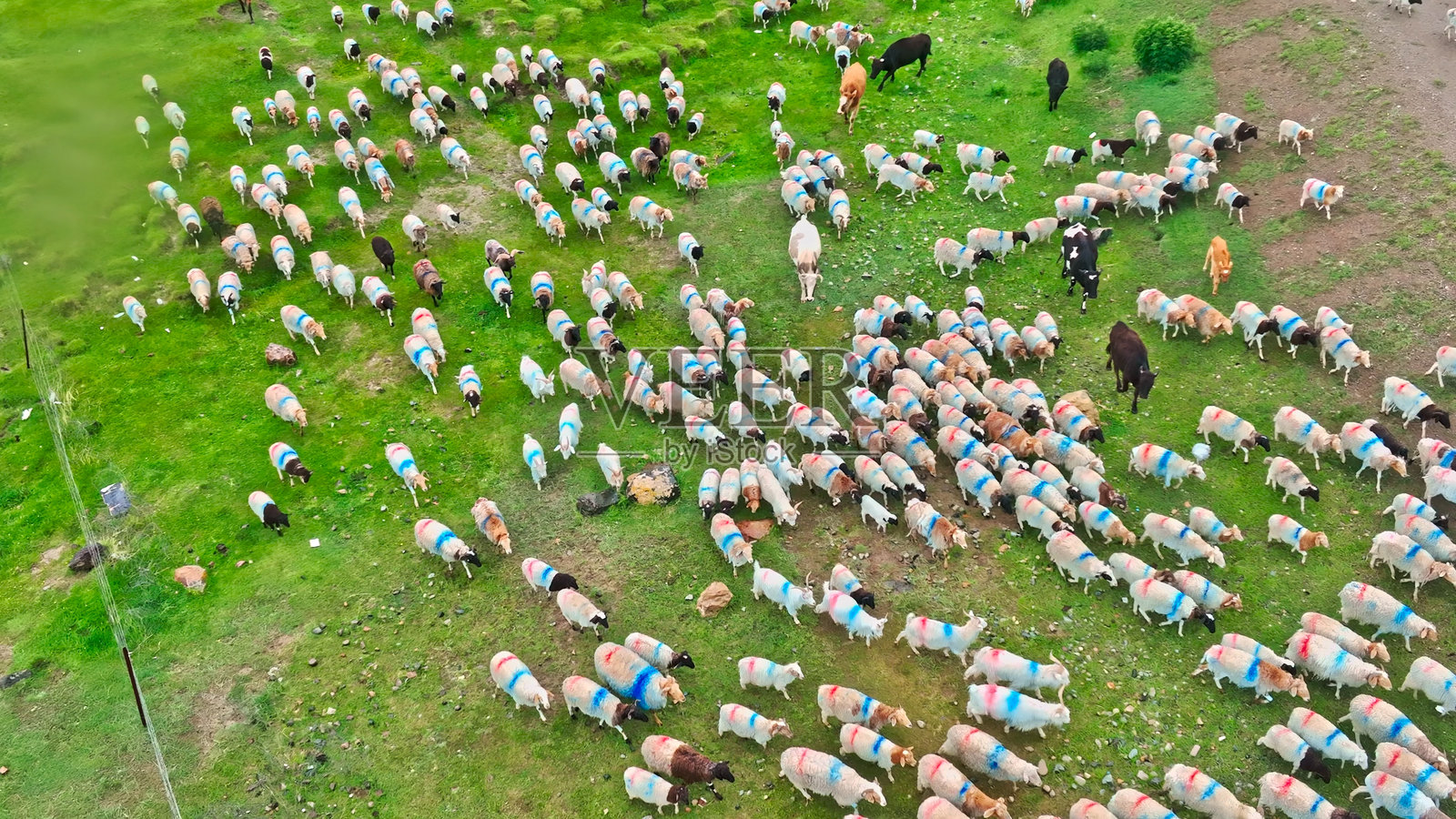 新疆巴音布鲁克草原上的羊,亚洲。草原牧场。照片摄影图片