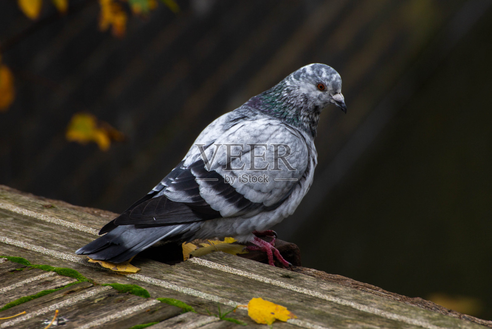 一只静止的鸽子照片摄影图片