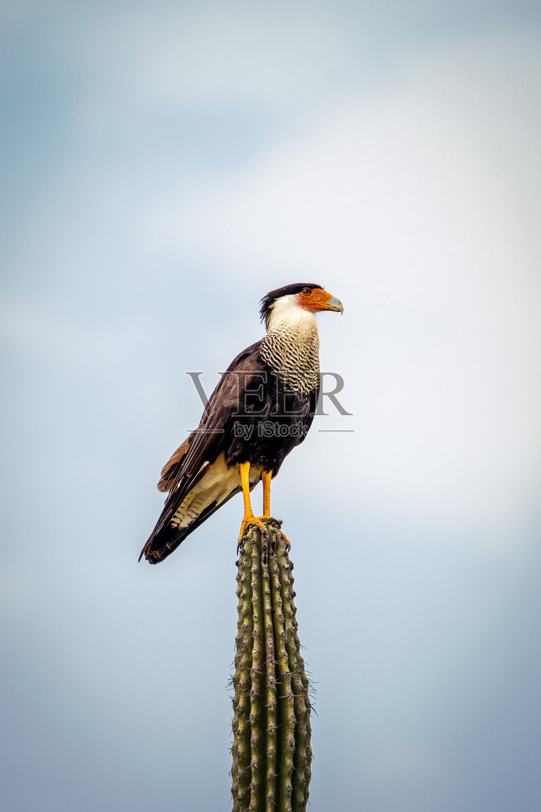 北冠秃鹰栖息在仙人掌上照片摄影图片