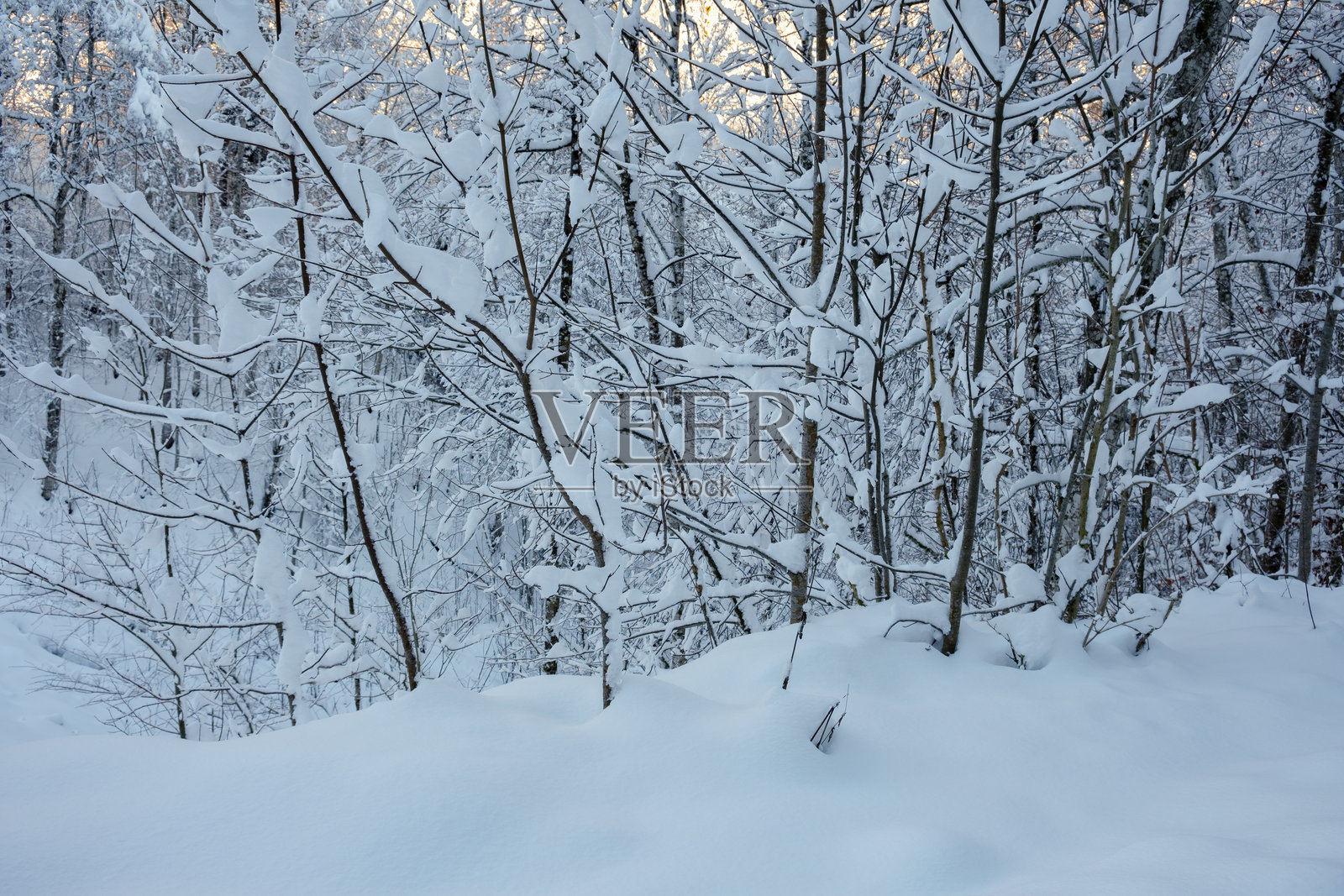 德国巴伐利亚州塔根湖宁静冬季景观中的雪覆盖树木照片摄影图片