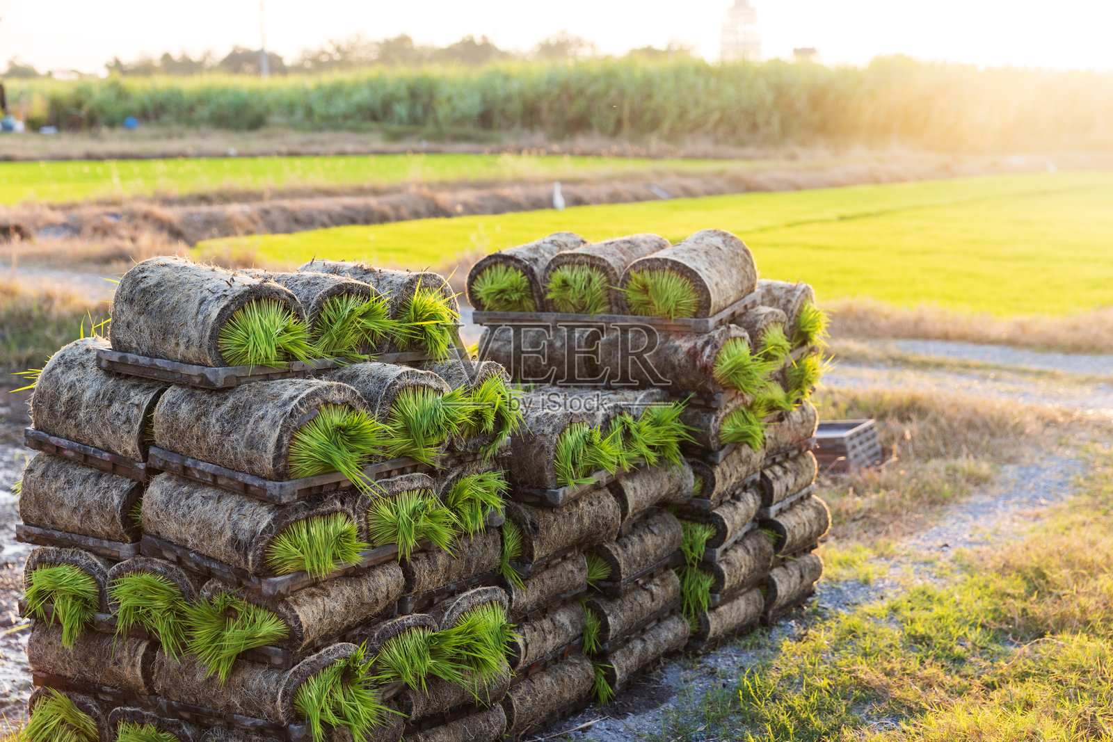 宁静的农业场景,堆放着装满新鲜绿色稻苗的卷草,准备在阳光明媚的丰盈田野中种植,展现了乡村农业和可持续发展的本质。照片摄影图片