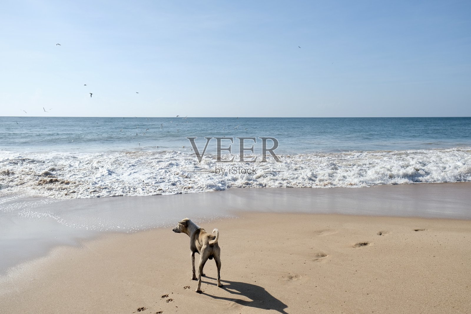 狗与海洋照片摄影图片