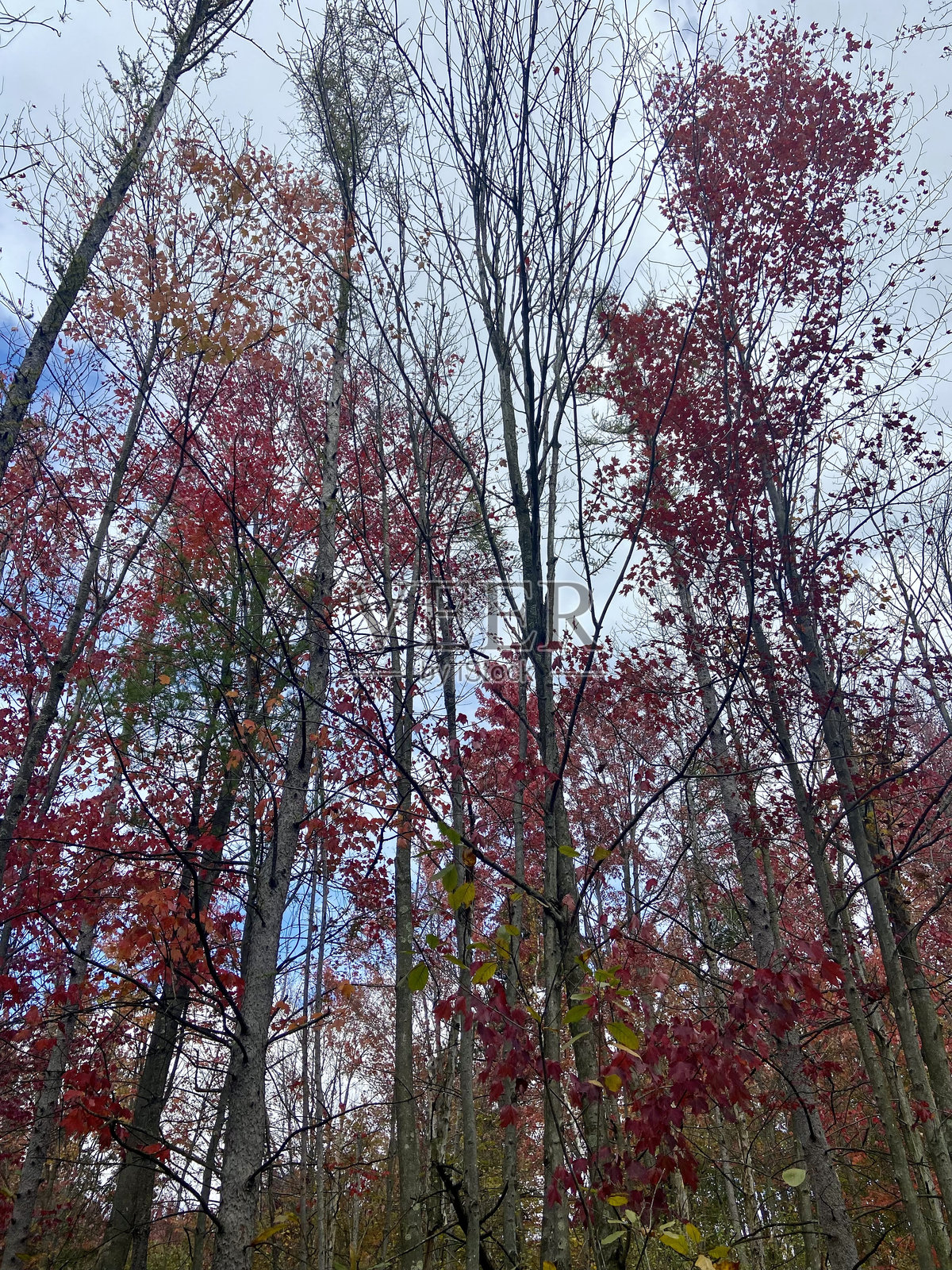 仰望树林中的红叶照片摄影图片