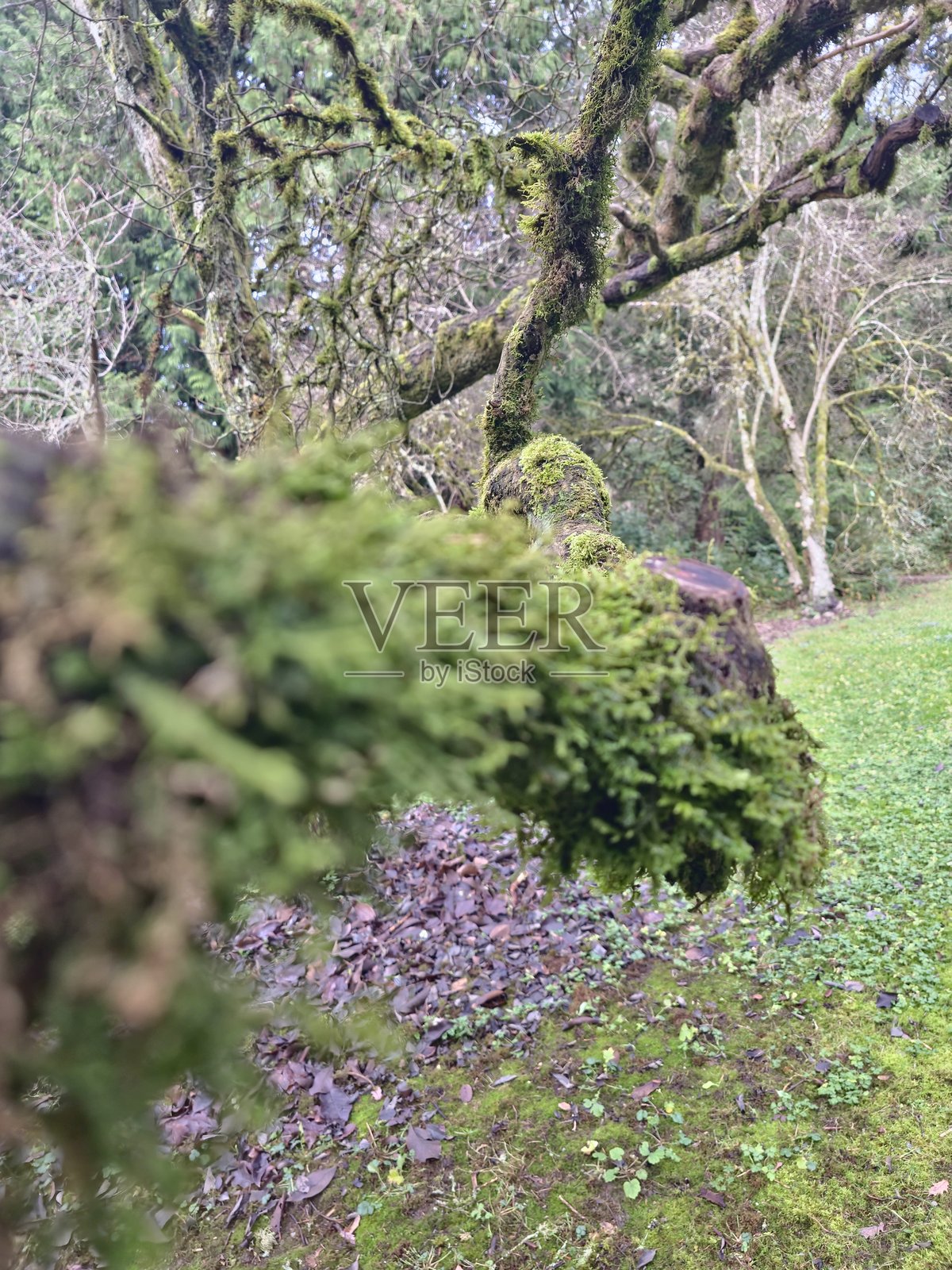 苔藓模糊照片摄影图片