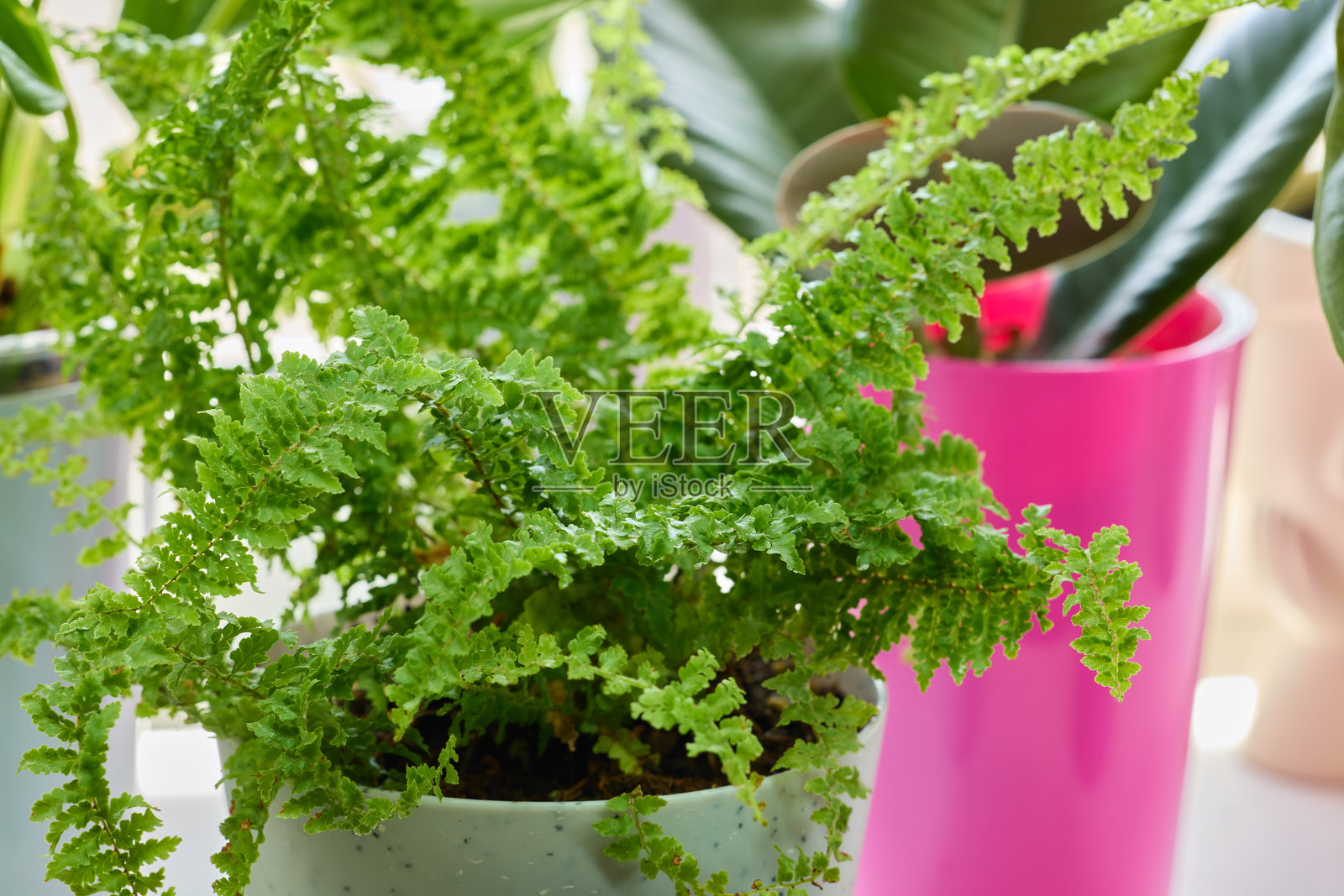 郁郁葱葱的室内蕨类植物在色彩缤纷、迷人的装饰花盆中茁壮成长,适合家庭使用照片摄影图片