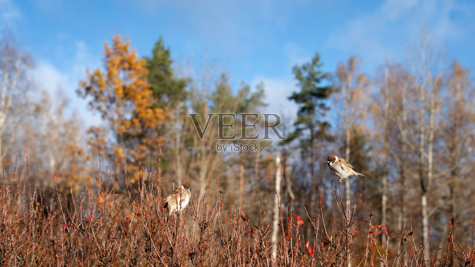 秋天的风景,麻雀栖息在树枝上,周围是色彩斑斓的秋叶和晴朗的天空,捕捉到大自然平静过渡到凉爽季节的本质。照片摄影图片