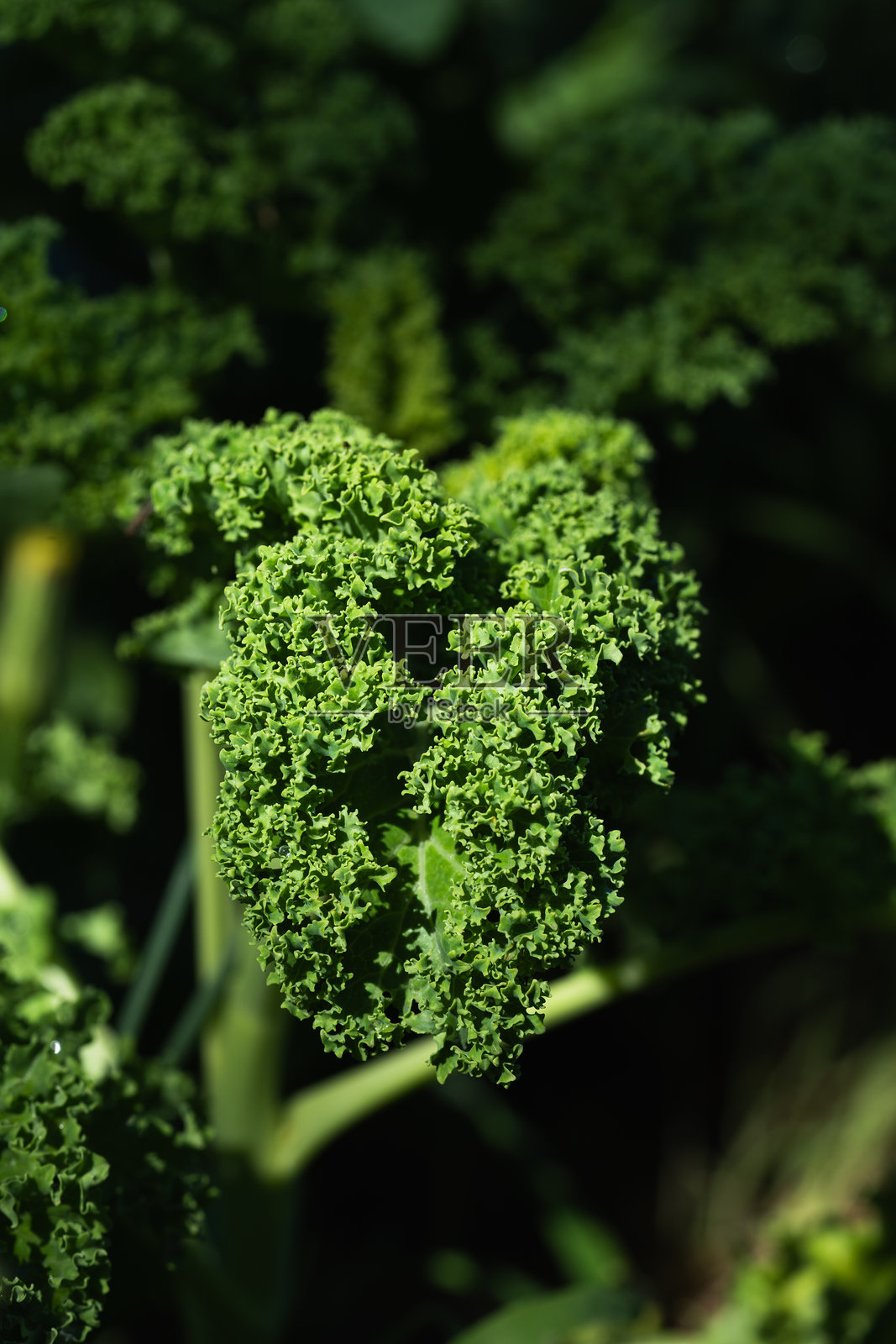 羽衣甘蓝叶子的特写。照片摄影图片