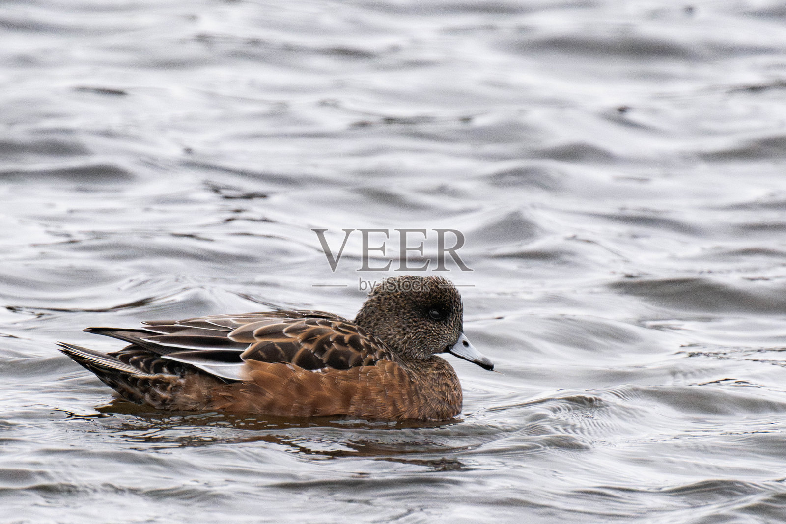 美洲绿头鸭(Mareca americana),也称为秃头鸭照片摄影图片