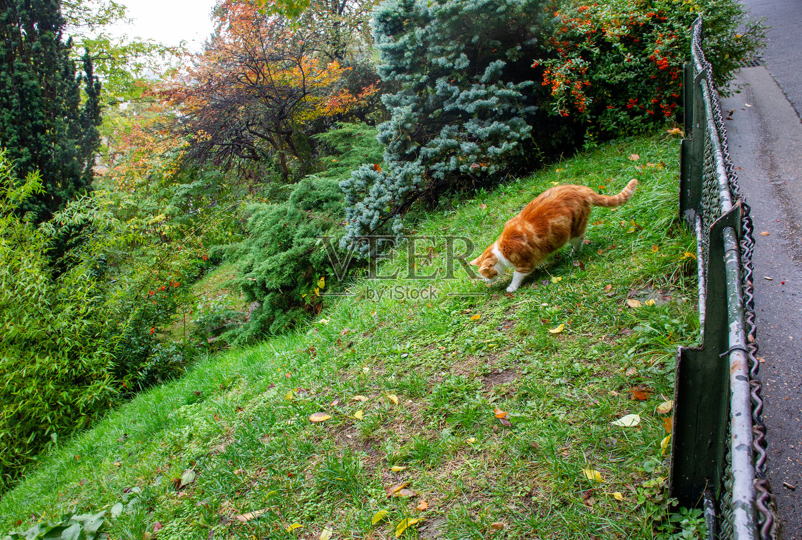 巴黎的马塞尔·布勒斯坦·布兰切特公园(也称为图尔吕尔公园)中的红发女孩照片摄影图片