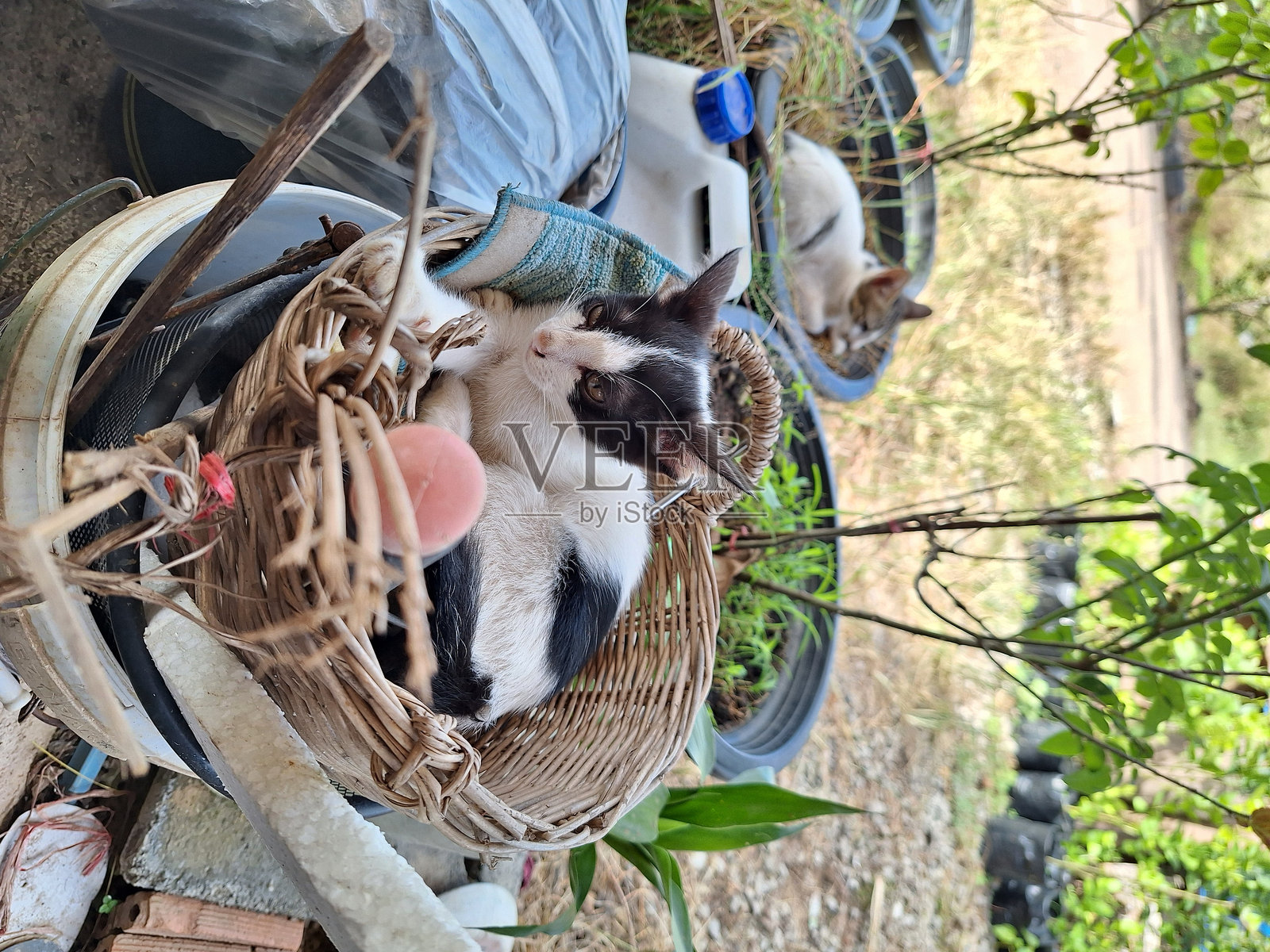 泰国猫照片摄影图片