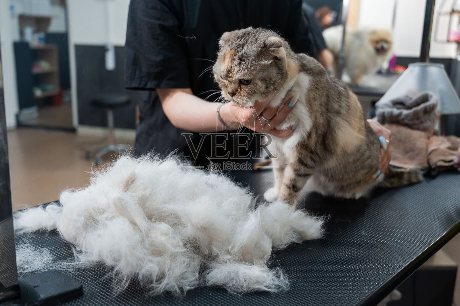 一名美容院的员工正在为一只条纹灰猫梳毛。快速脱毛服务。照片摄影图片