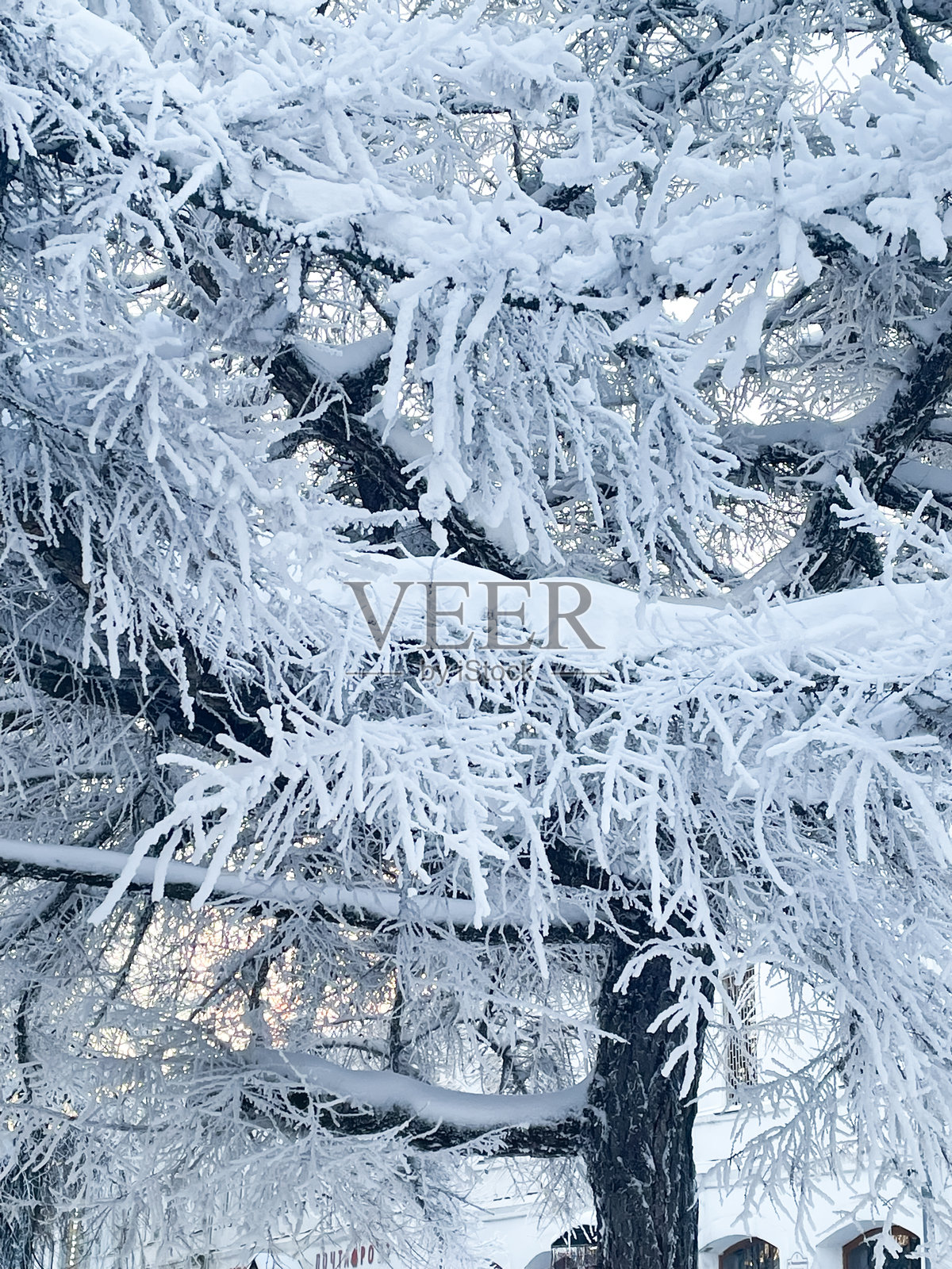 冬季雪中的树枝特写。照片摄影图片