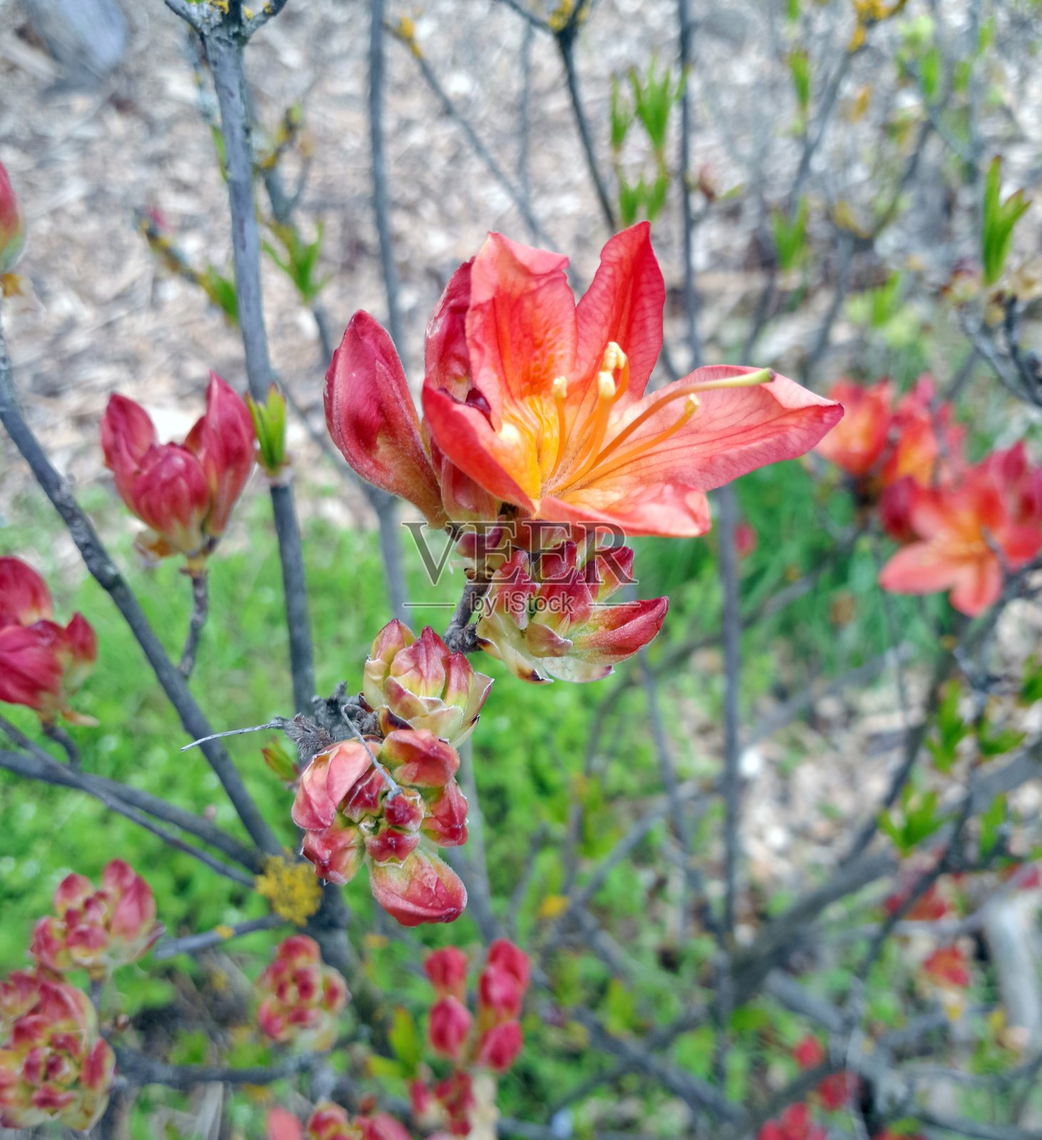 美丽的红色杜鹃花照片摄影图片