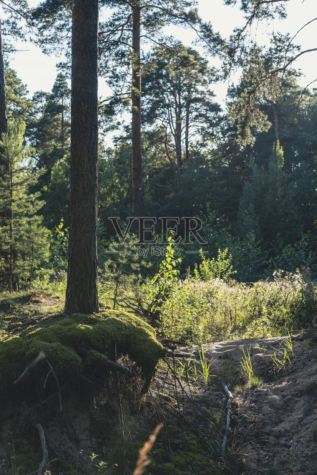阳光照耀的森林空地,覆盖着苔藓的树木和郁郁葱葱的灌木丛照片摄影图片
