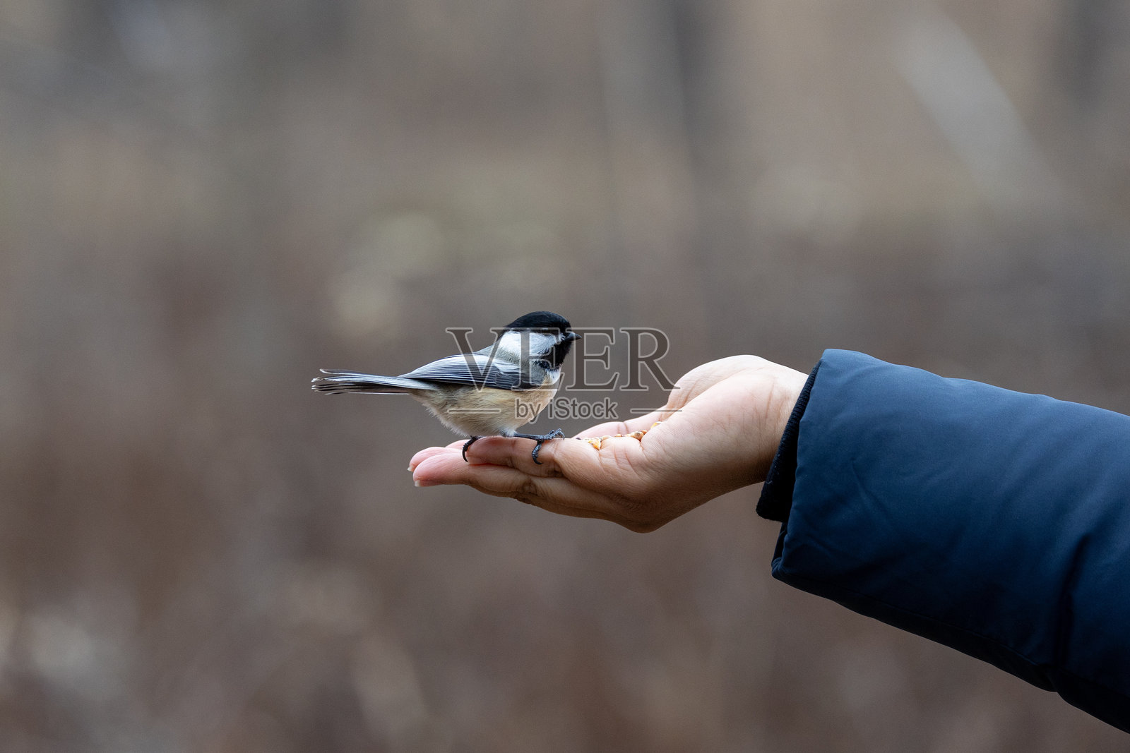 黑顶山雀从一位女性的手中觅食照片摄影图片