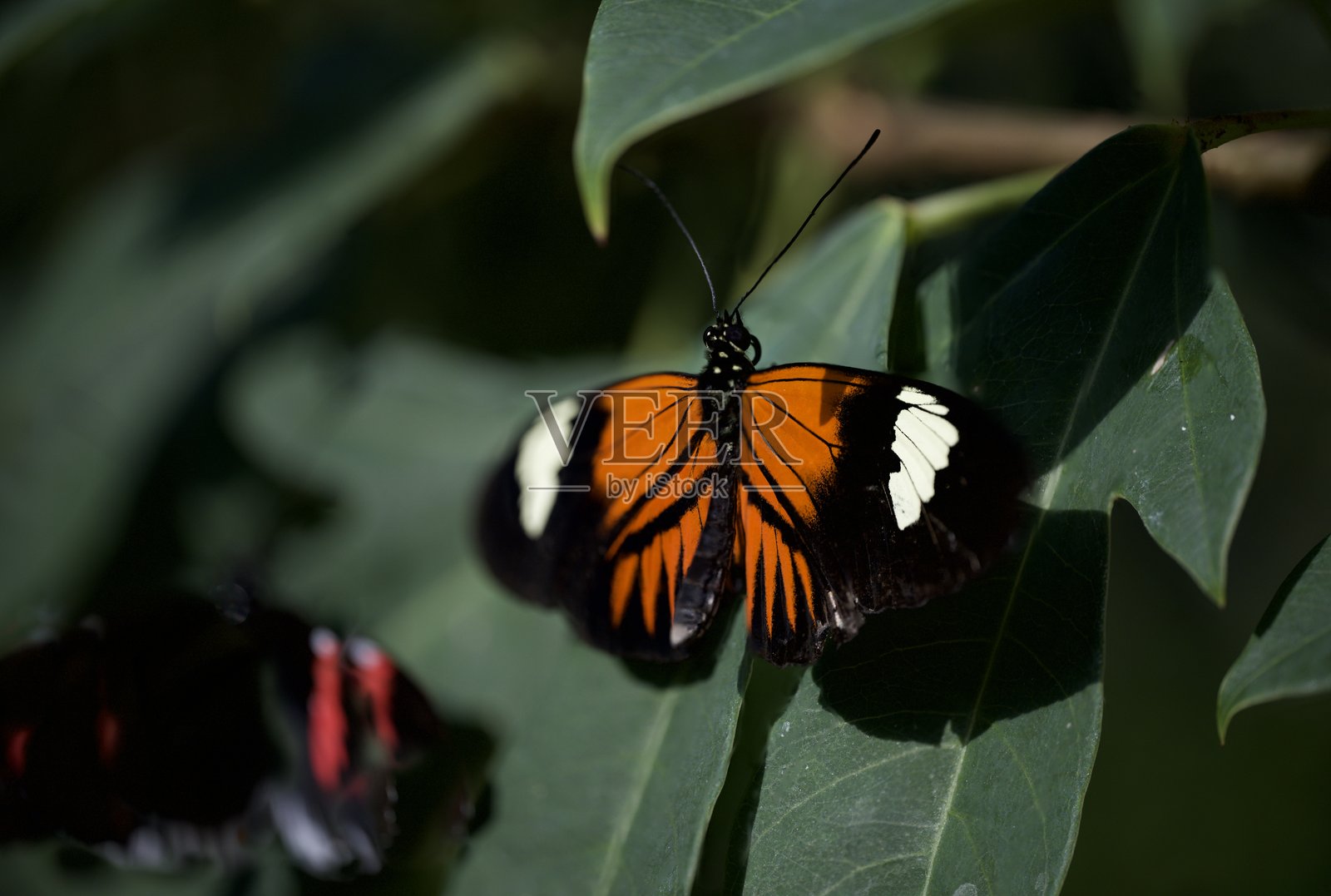 赫利孔尼乌斯·梅尔波墨涅照片摄影图片