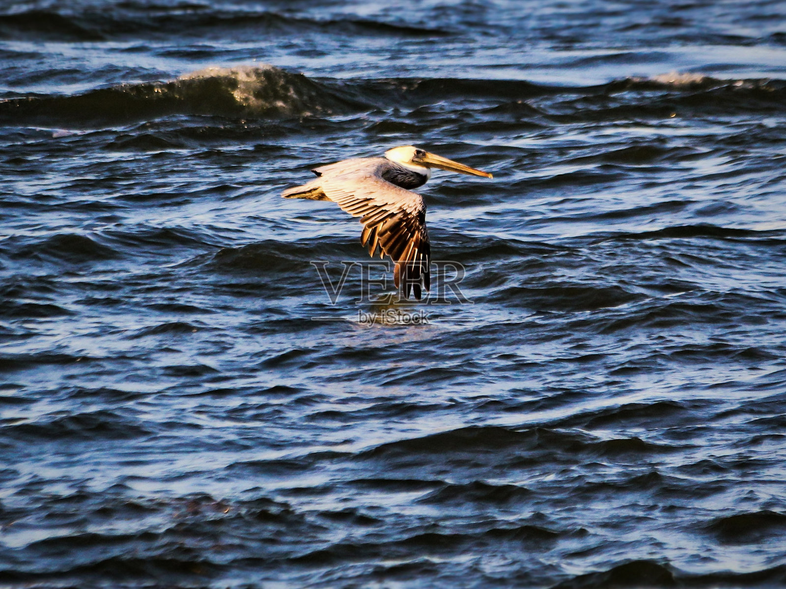 海洋上的鸟类照片摄影图片