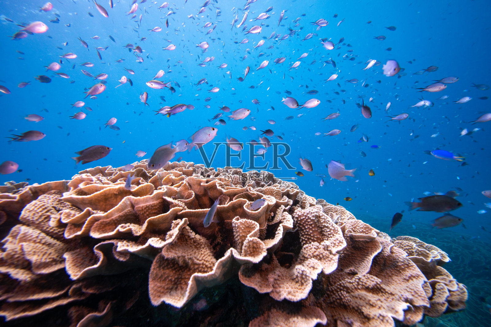 珊瑚礁上的海洋生物多样性照片摄影图片