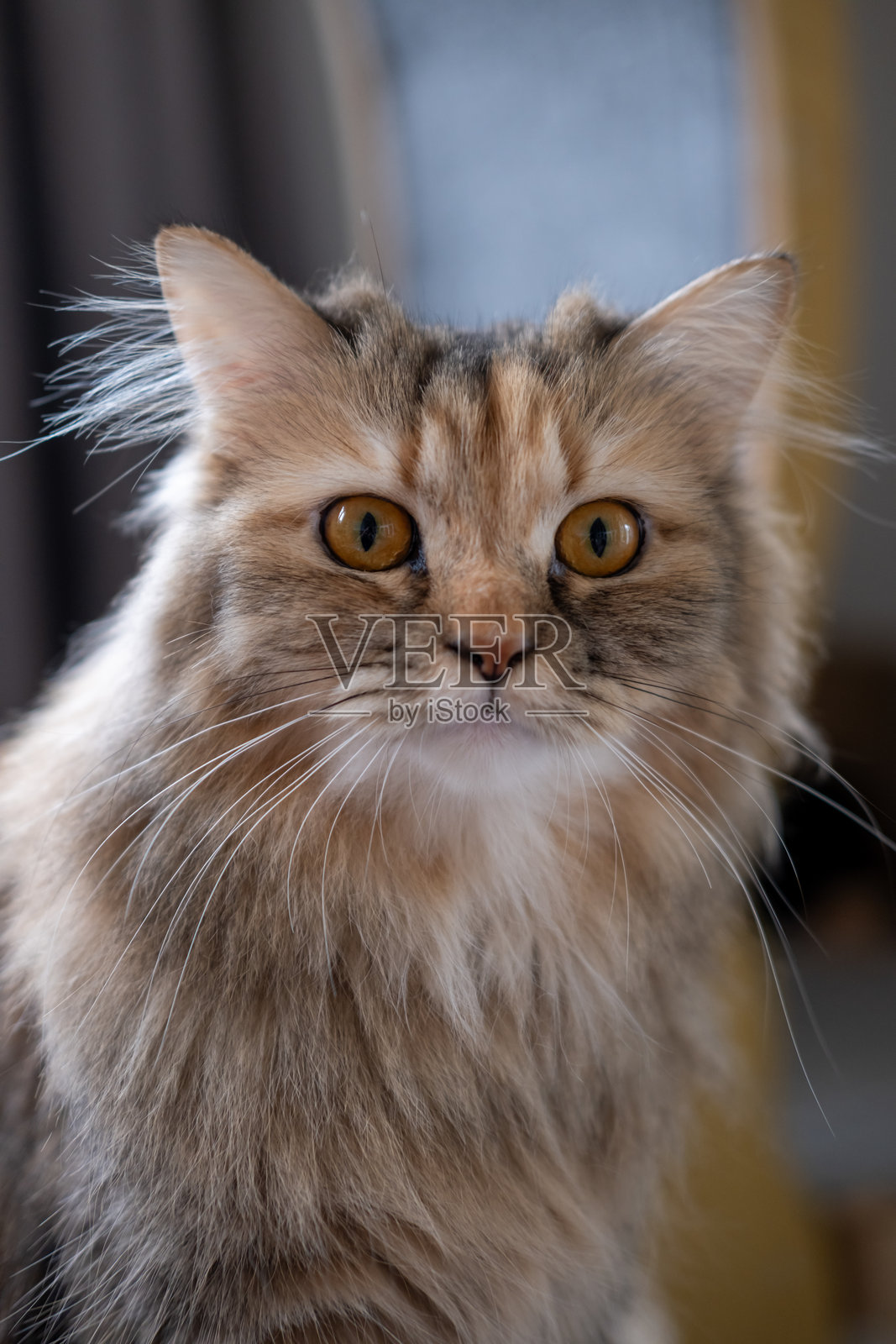 可爱的毛茸茸的棕色猫。混合品种猫,介于缅因猫和苏格兰折耳猫之间。照片摄影图片