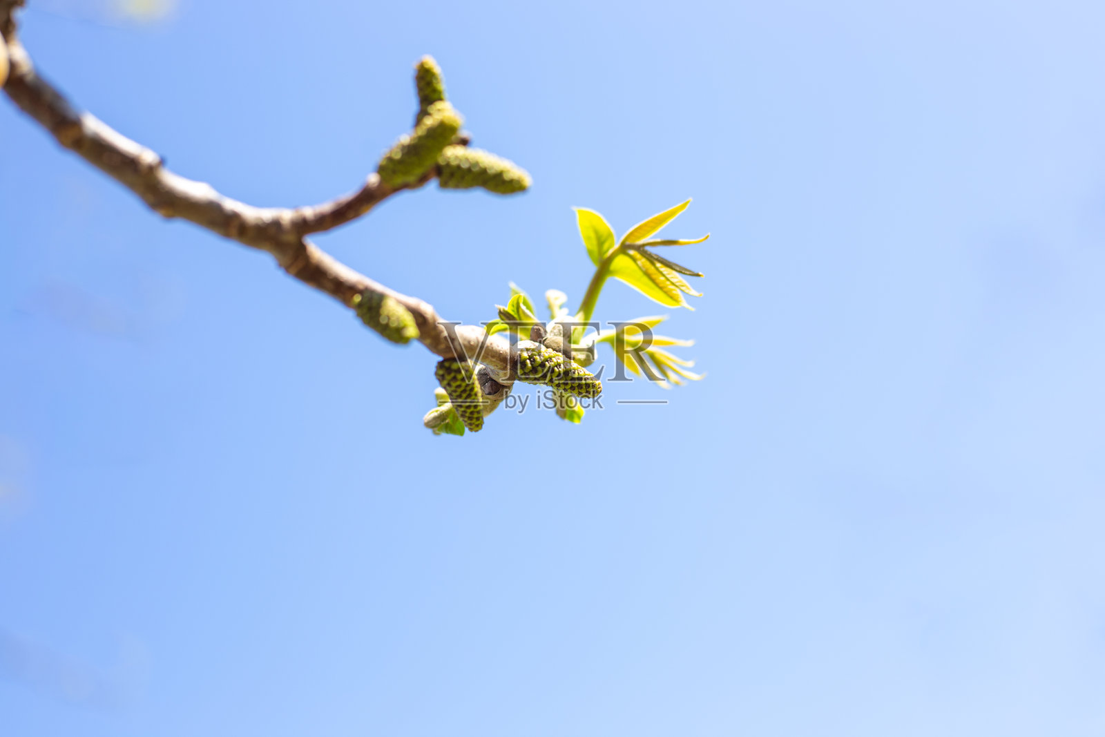 蓝天背景下树枝上的开花胡桃树花序照片摄影图片