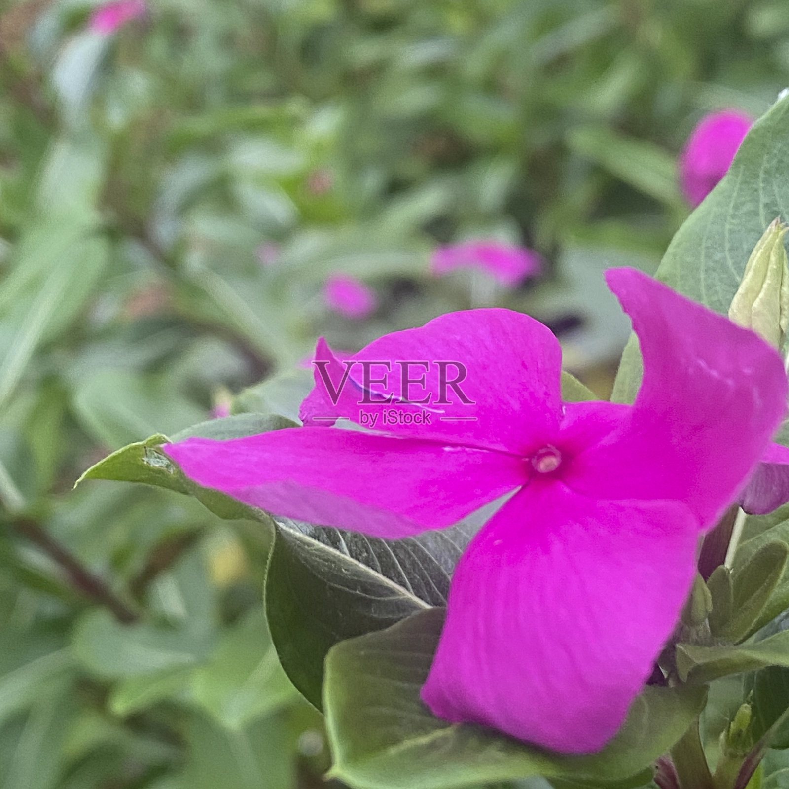 紫色花朵照片摄影图片