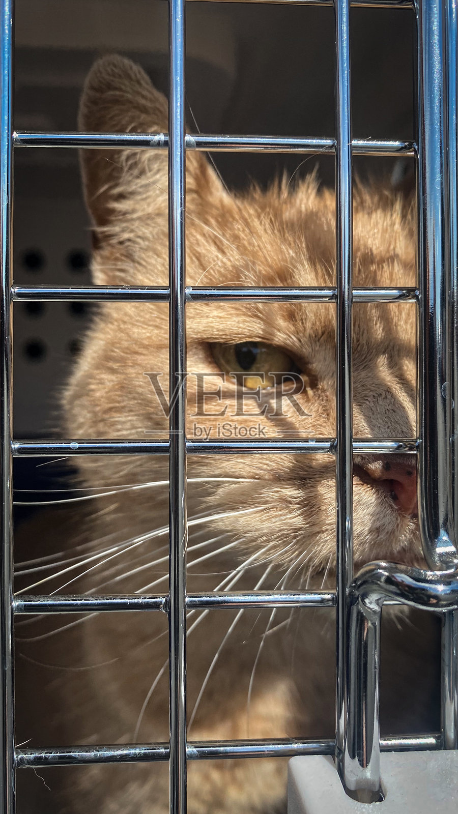 笨重的姜黄色猫在笼子里照片摄影图片
