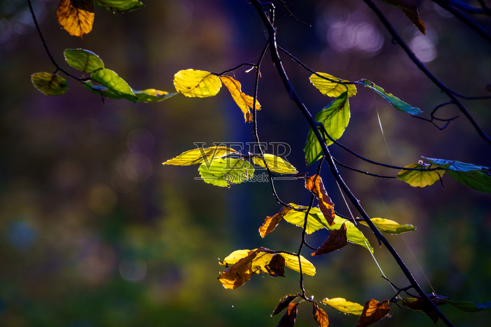 叶子照片摄影图片