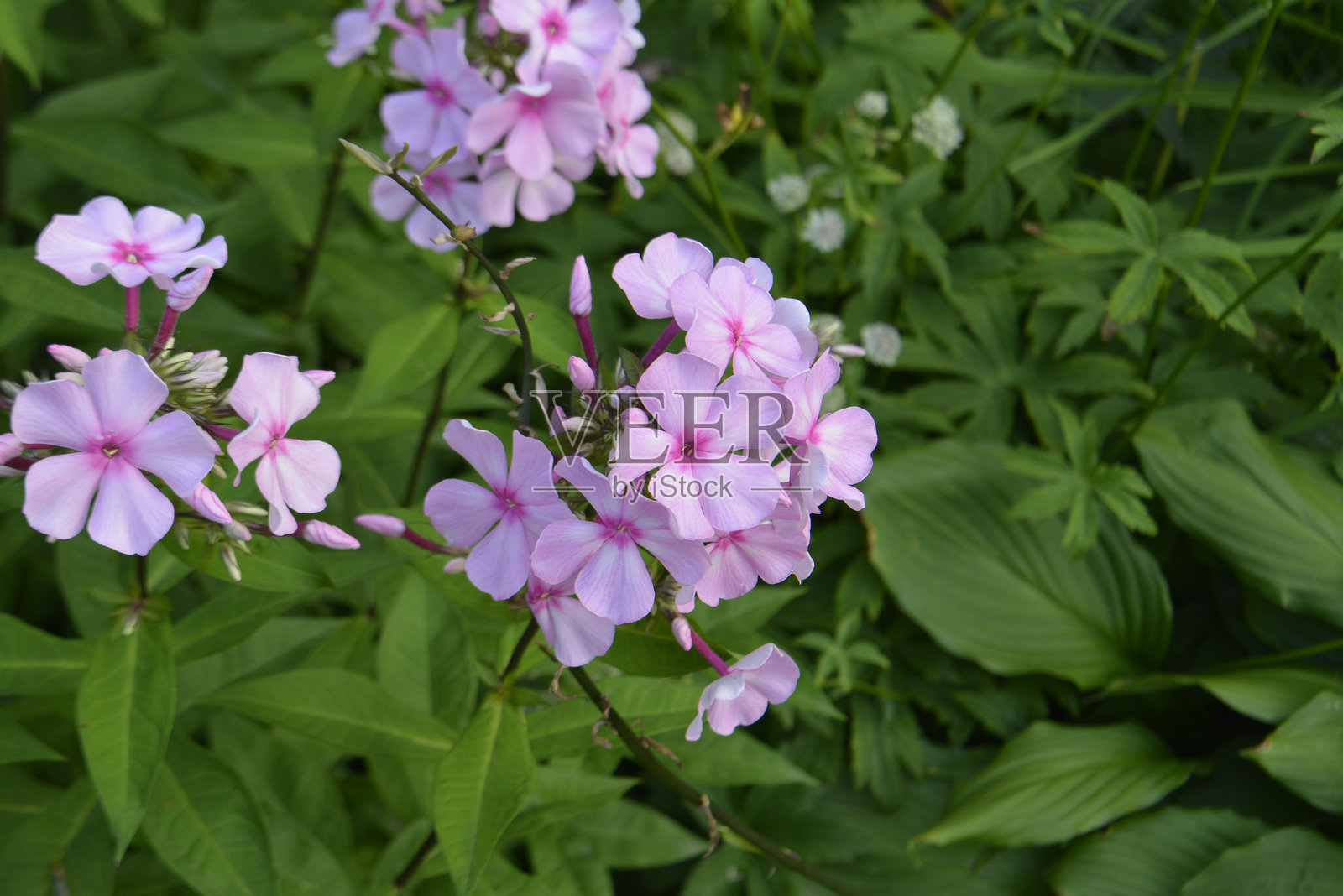 花朵照片摄影图片