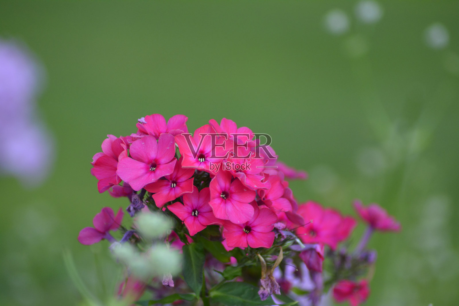 花朵照片摄影图片