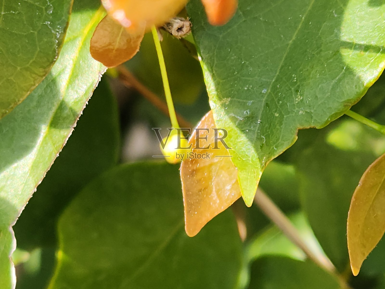 新生的皮唐果树枝和铜色嫩芽:生长的活力,皮唐果树铜色嫩芽的美,年轻的皮唐果树铜色枝条,生长的迹象,一抹色彩与活力,皮唐果树的新枝照片摄影图片