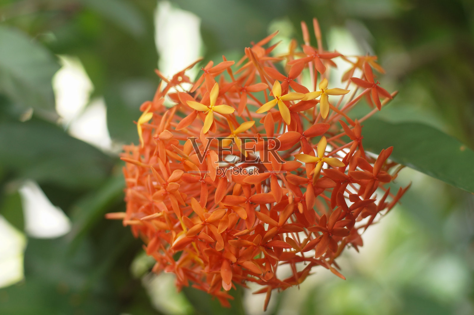 鲜艳红色的九重葛花特写,背景模糊照片摄影图片