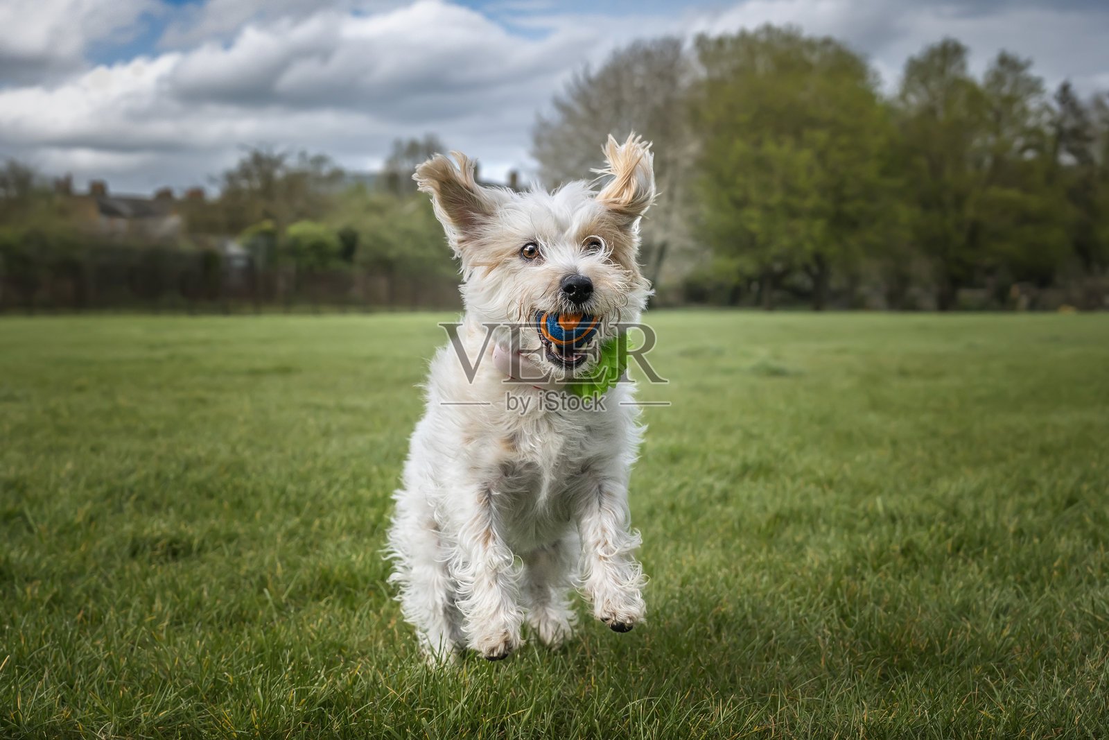 温莎长走道上的杰克拉塞尔梗狗狗,耳朵和爪子抬起,正接住她的球。照片摄影图片